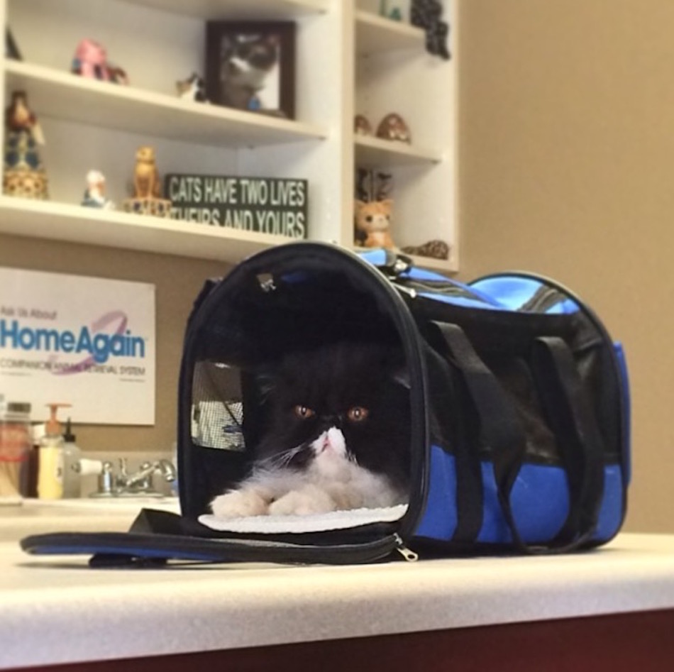 cats-at-vet-persian.jpg