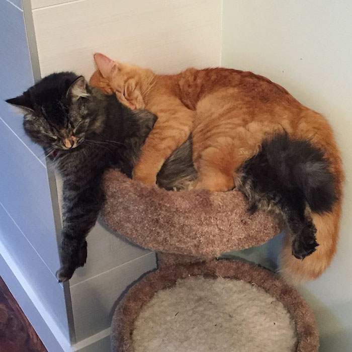 cats-sleeping-together-before-after-growing-up-renley-lili-11.jpg