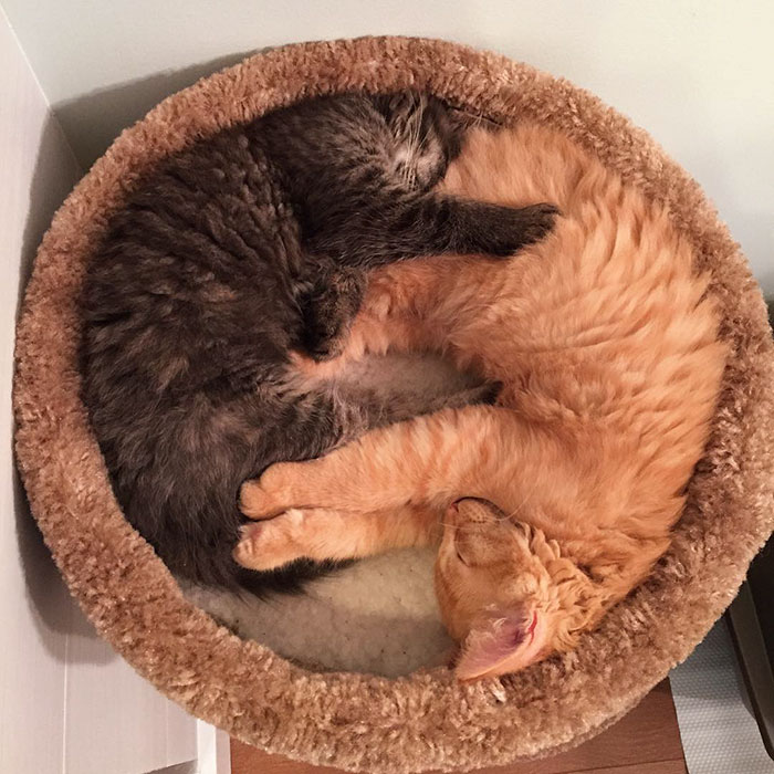 cats-sleeping-together-before-after-growing-up-renley-lili-12.jpg