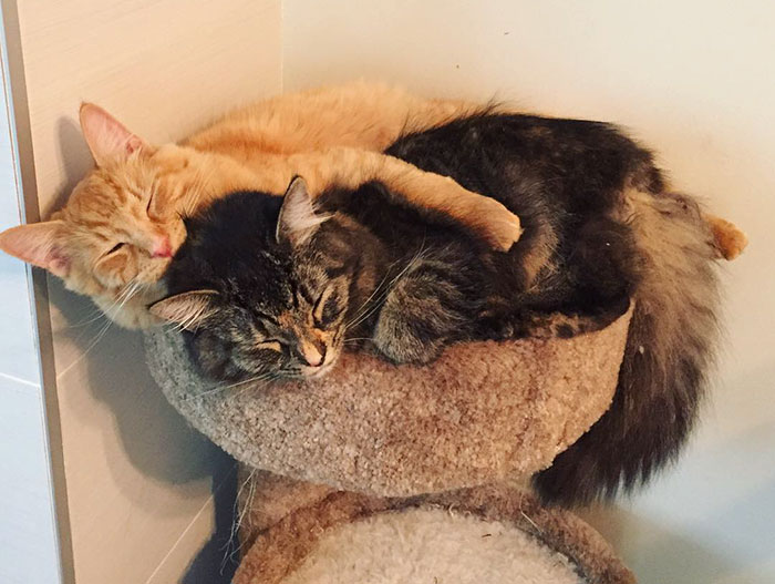 cats-sleeping-together-before-after-growing-up-renley-lili-13.jpg