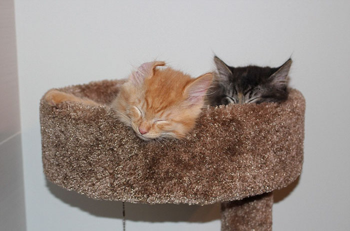 cats-sleeping-together-before-after-growing-up-renley-lili-4.jpg