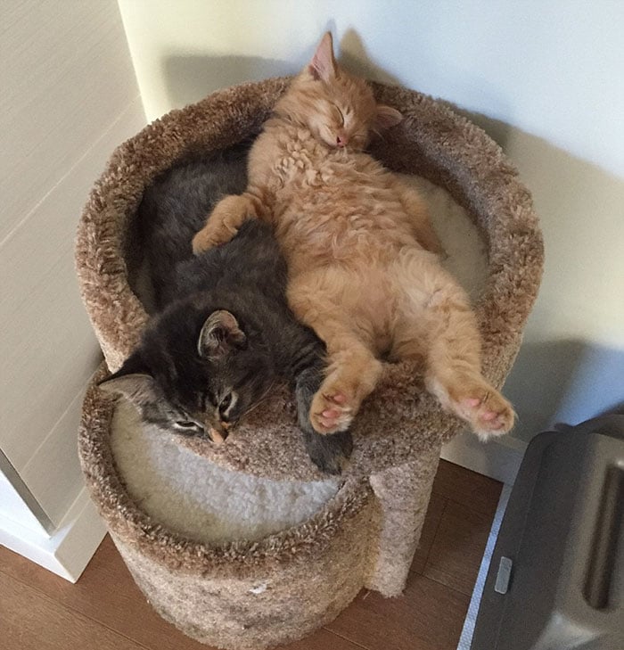 cats-sleeping-together-before-after-growing-up-renley-lili-6.jpg