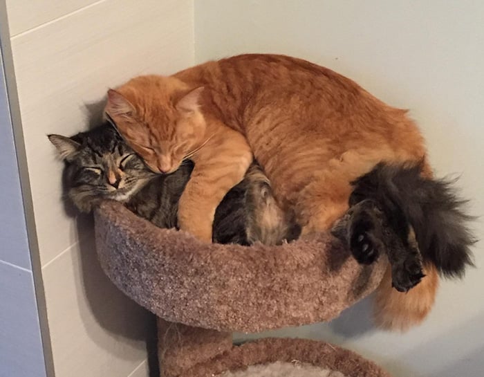 cats-sleeping-together-before-after-growing-up-renley-lili-8.jpg