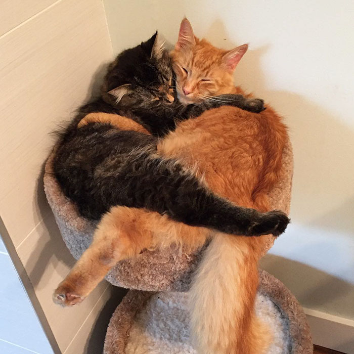 cats-sleeping-together-before-after-growing-up-renley-lili-9.jpg