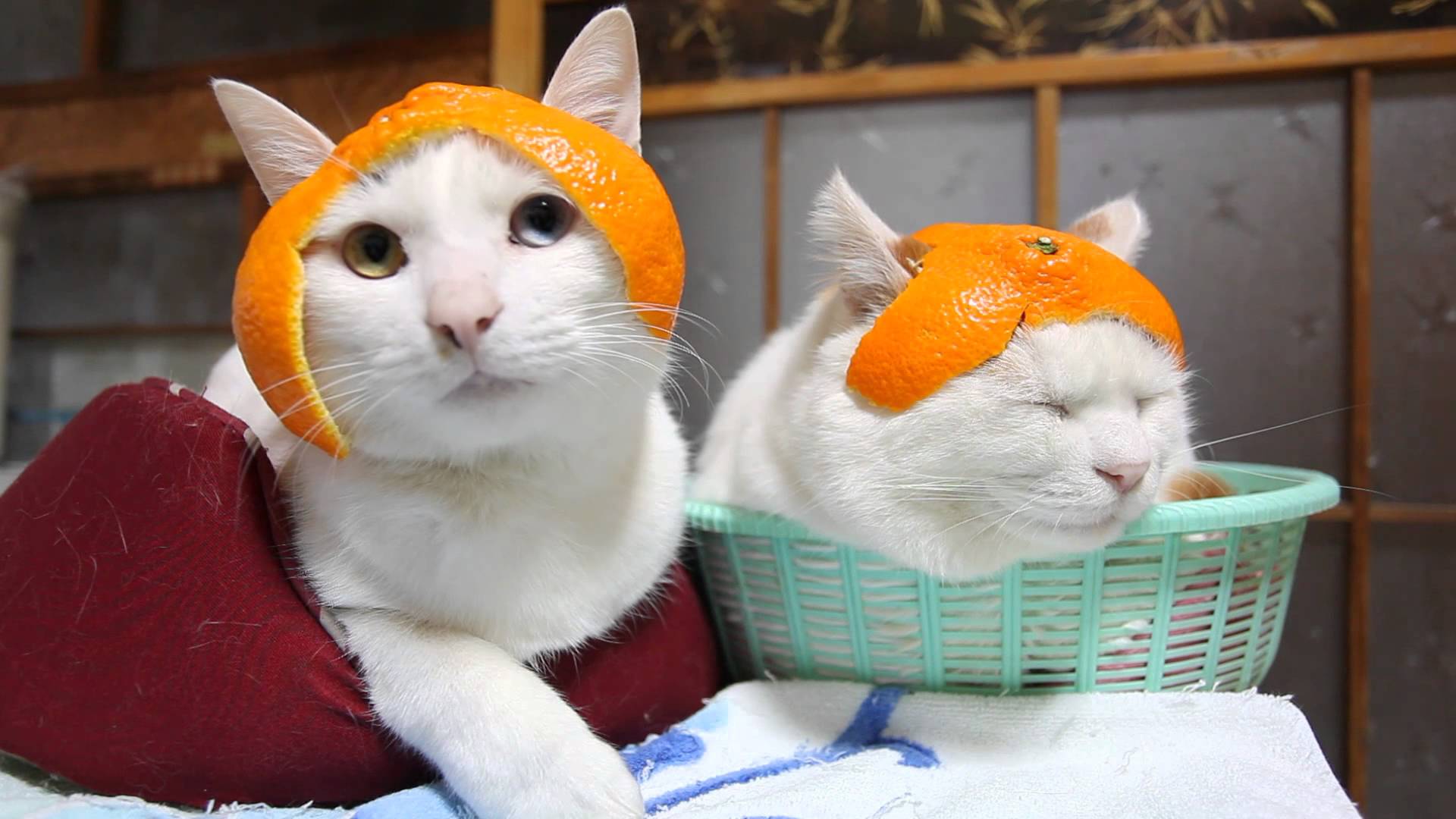 cats-wearing-mandarin-orange-hel.jpg