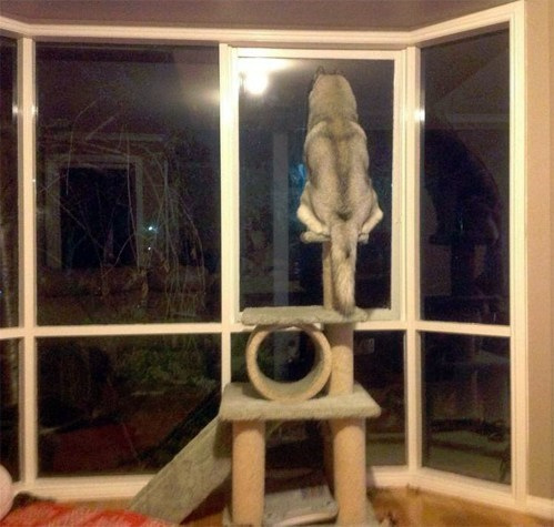 catspace10.jpg
