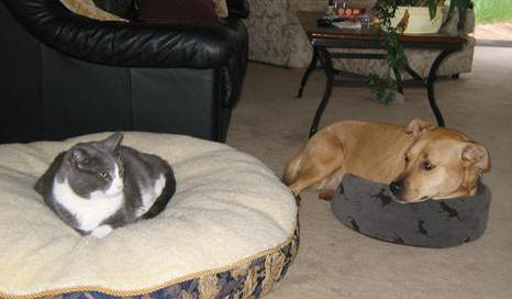 catspace11.jpg