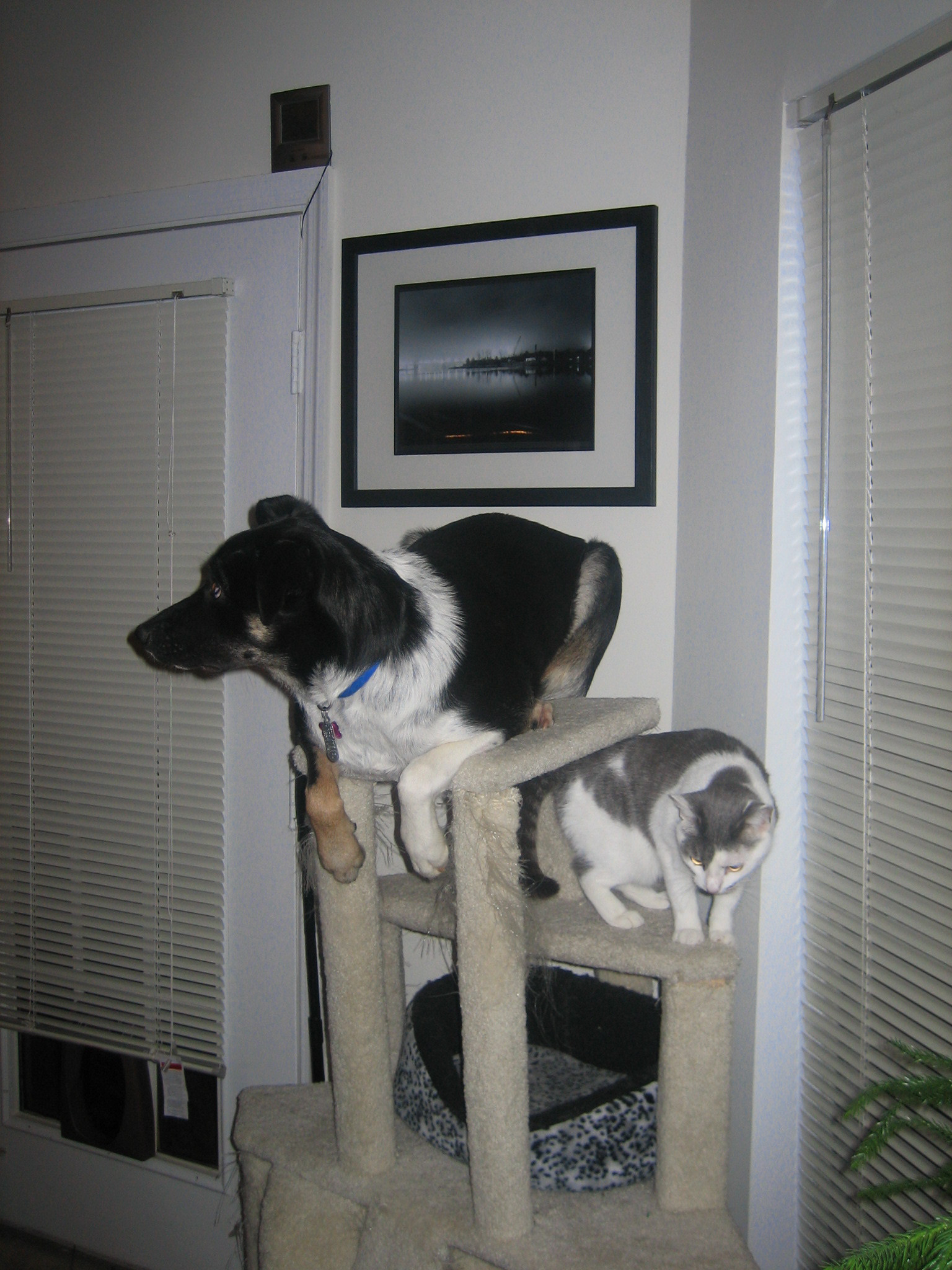 catspace131.jpg