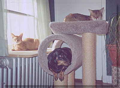 catspace7.jpg