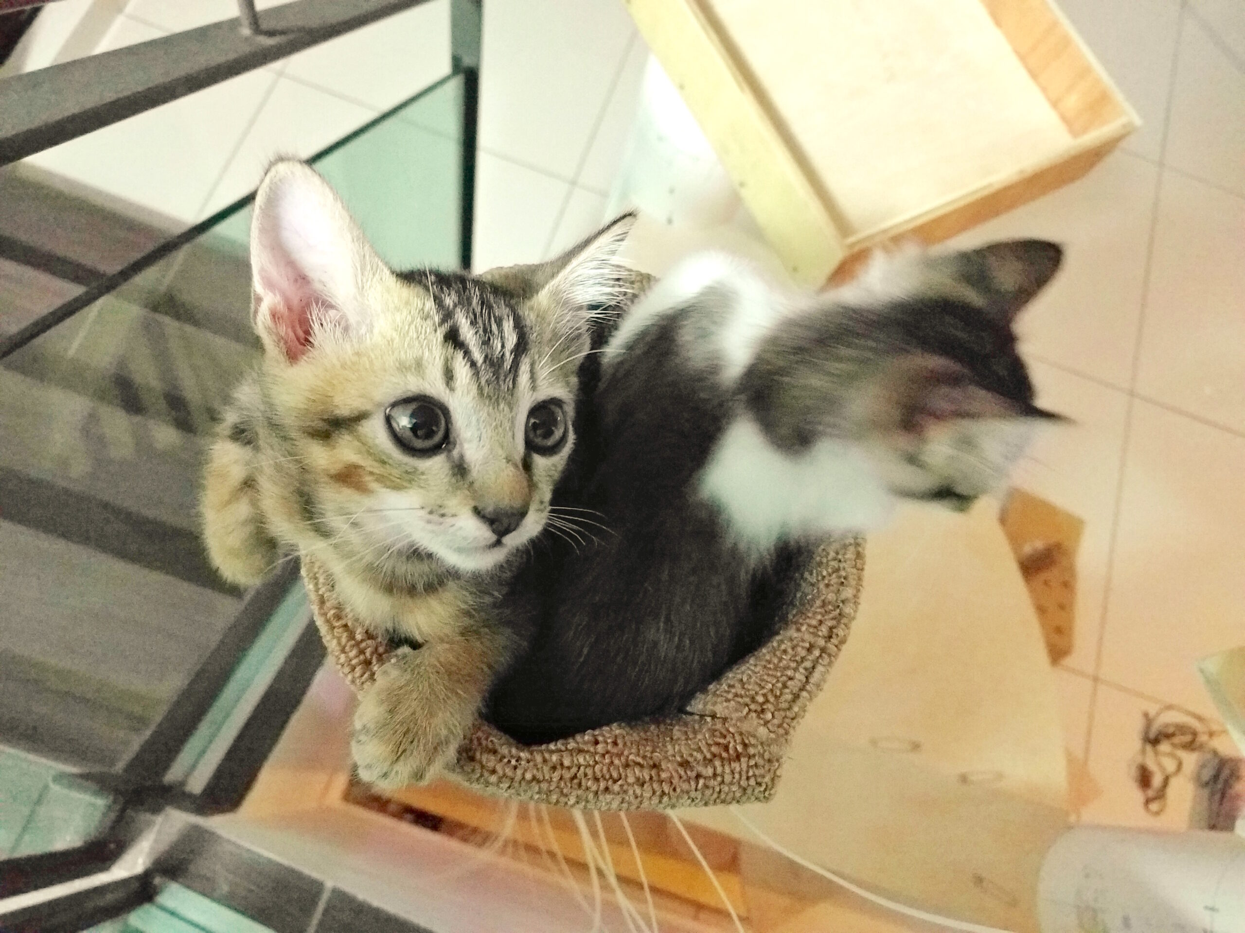 cattower_j.jpg