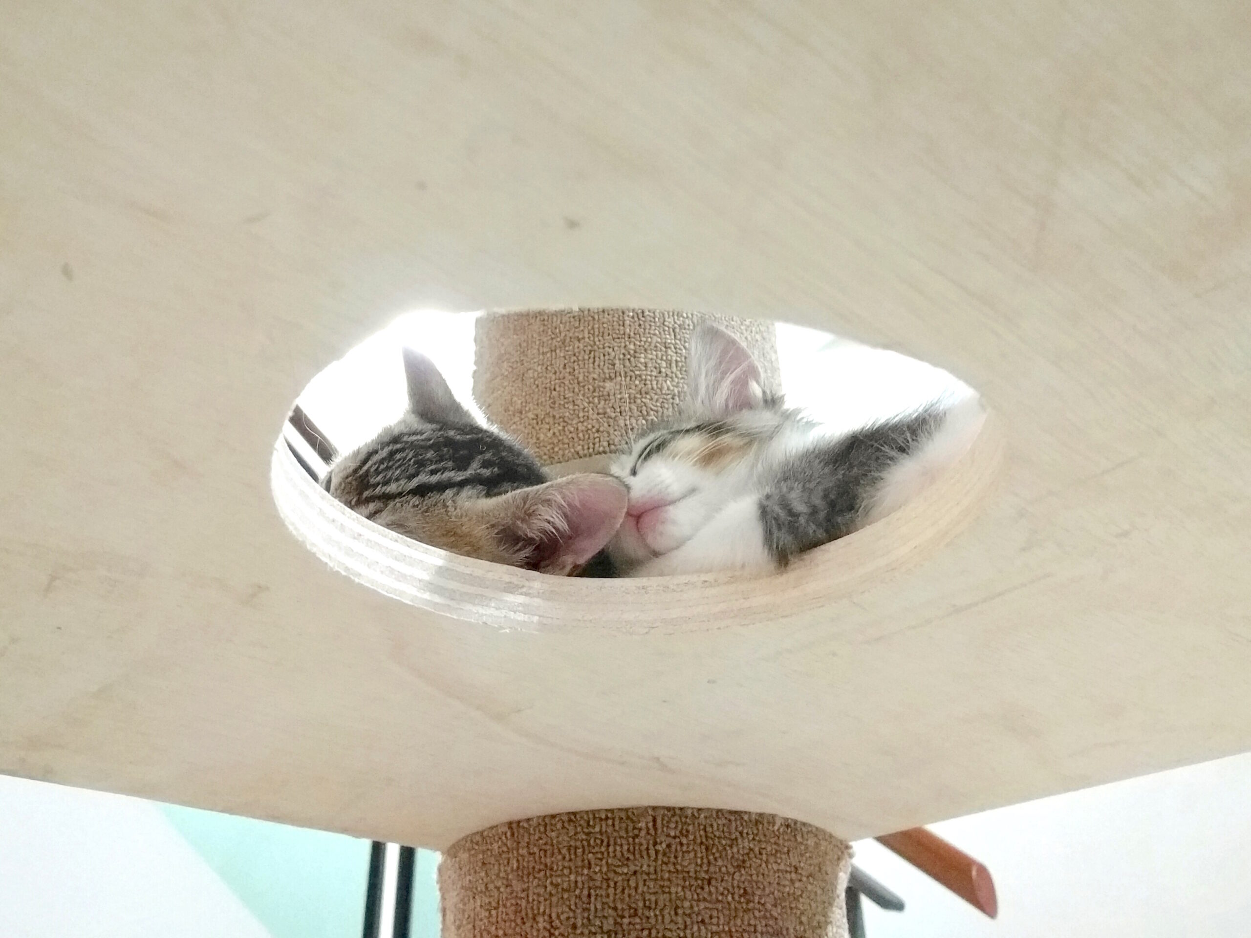 cattower_k.jpg