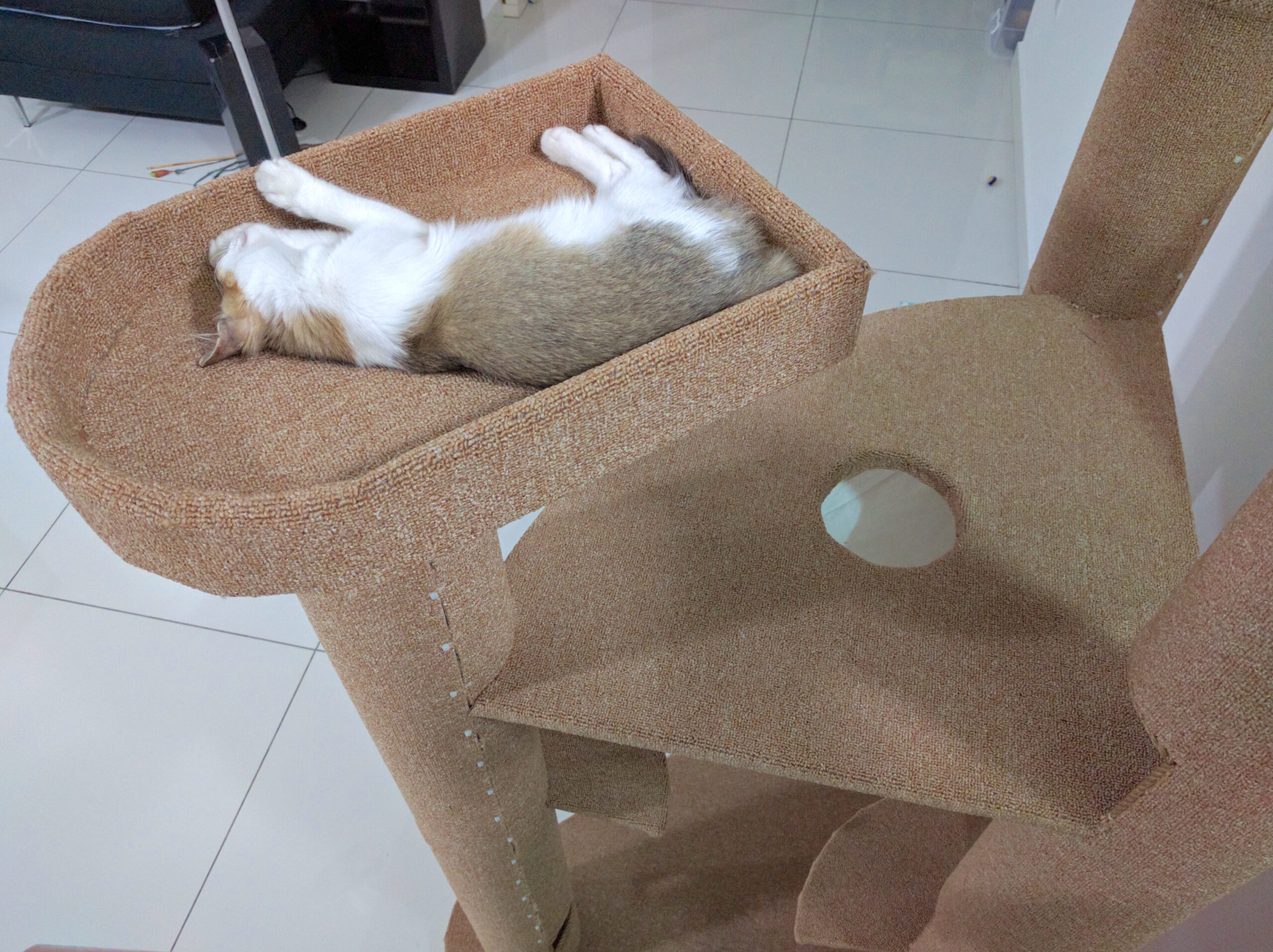 cattower_m.jpg