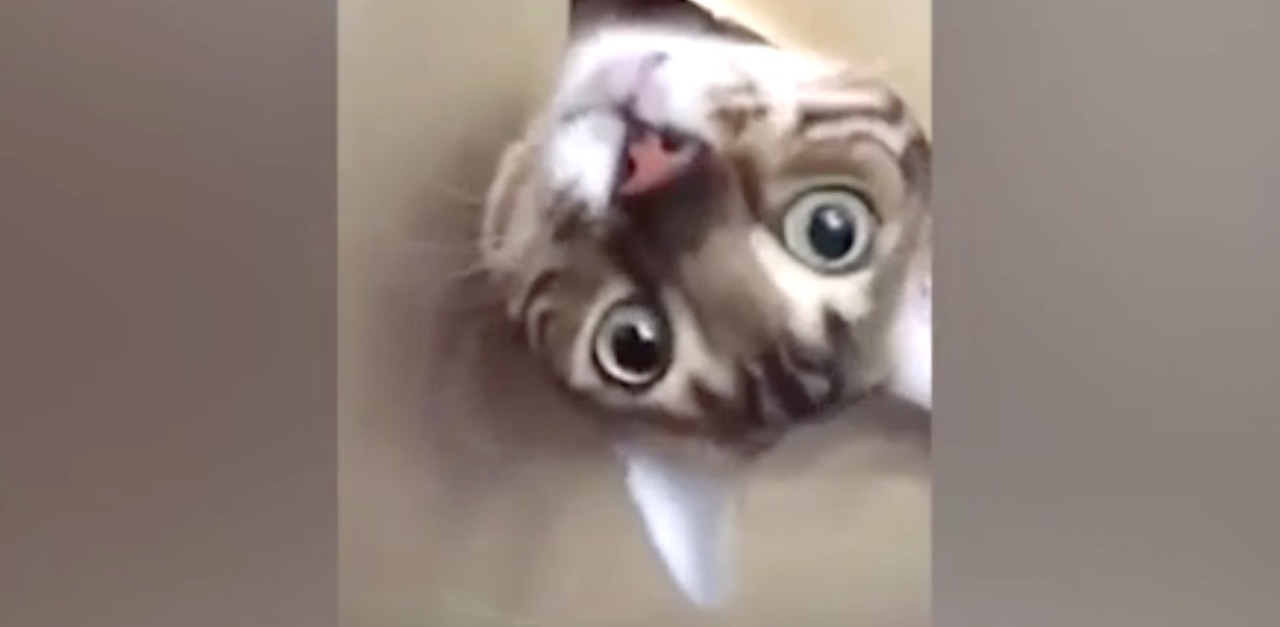 ceilingcat2HP