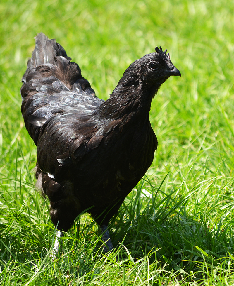 cemani-hen.jpg