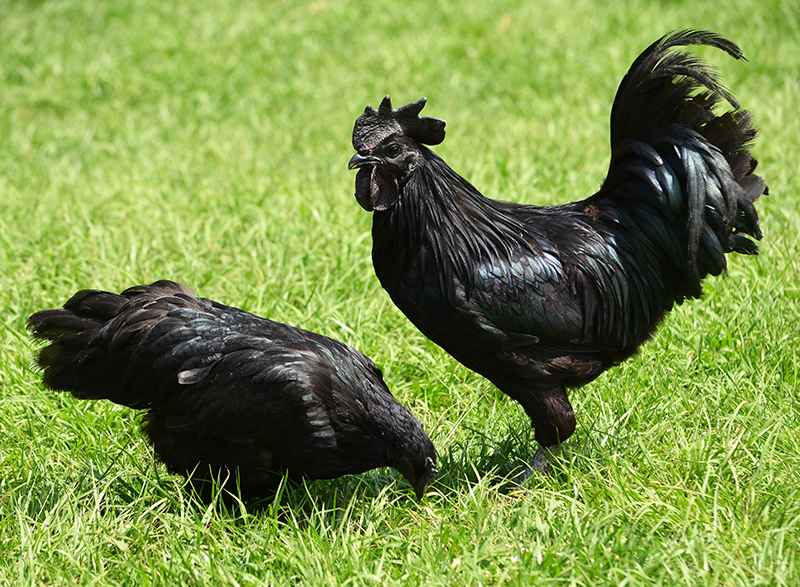 cemani-pr.jpg