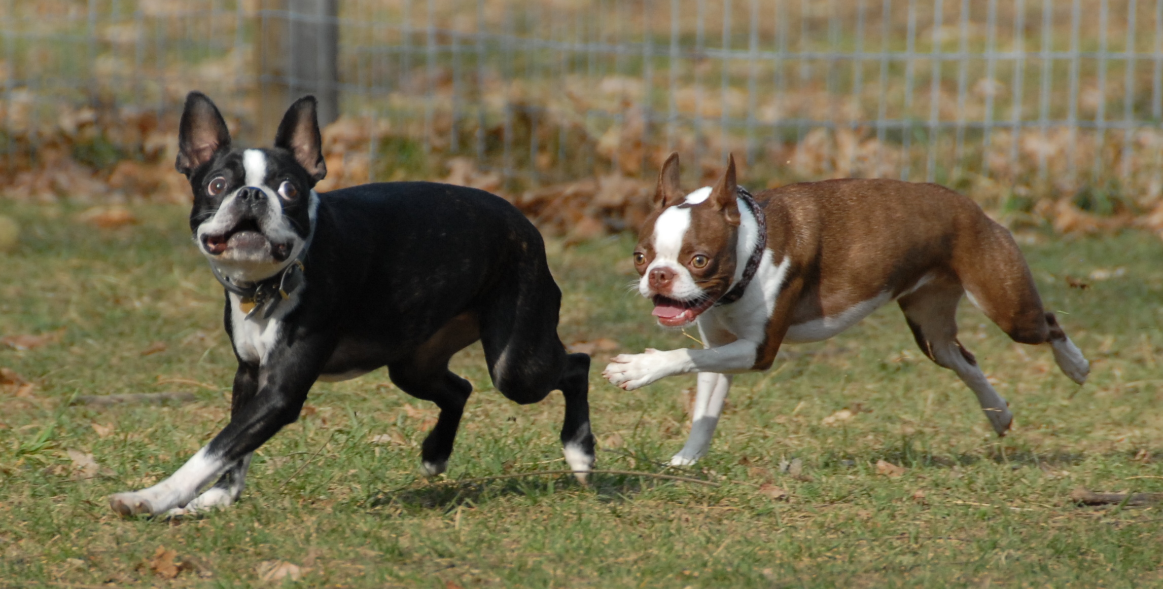 central-dog-park-199.jpg