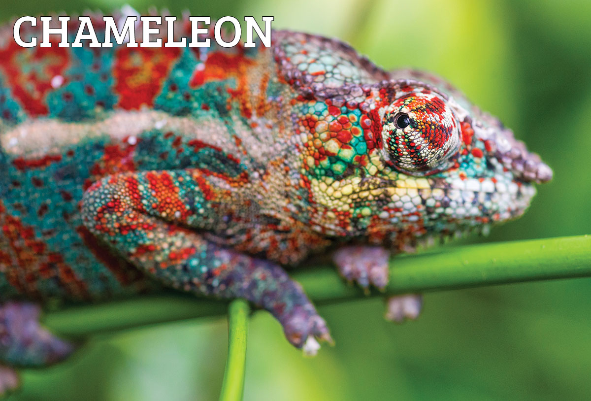 chameleon4.jpg