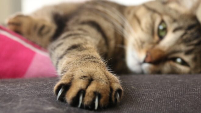 cat-declawing
