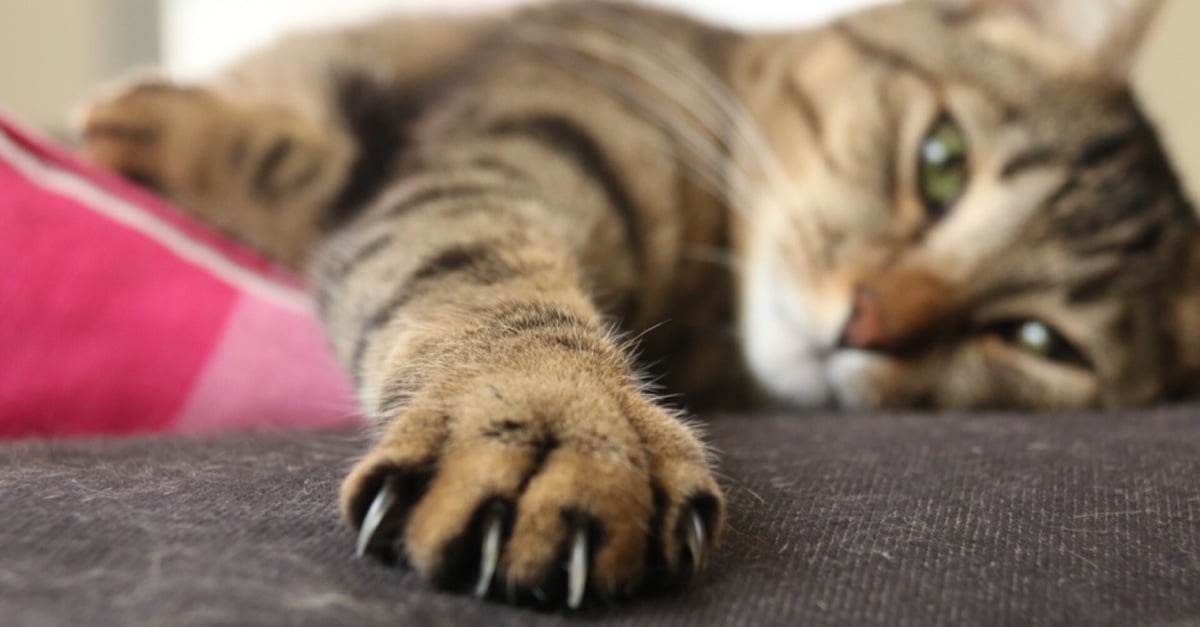 cat-declawing