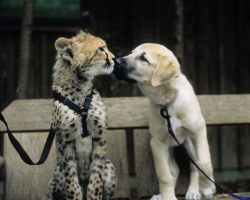 cheetahdog.jpg