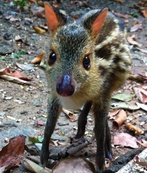 chevrotain-whatchamacalit-babies-510x600-1.jpg