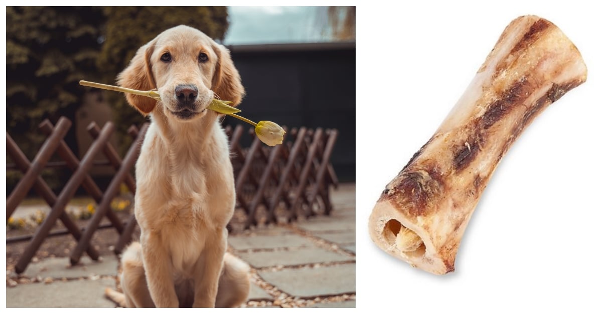 chewy-treats-sale