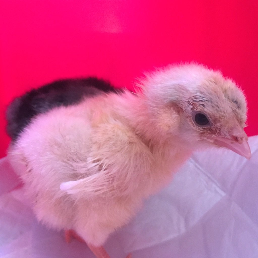 chick-4-1.jpg