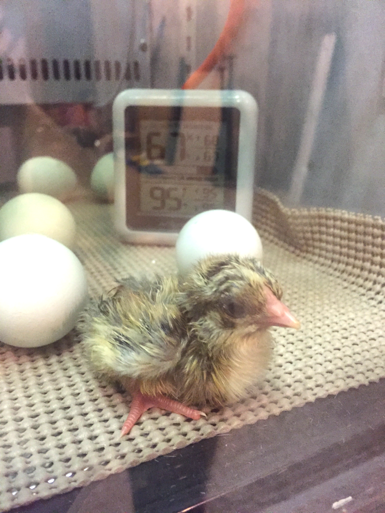 chick-8.png
