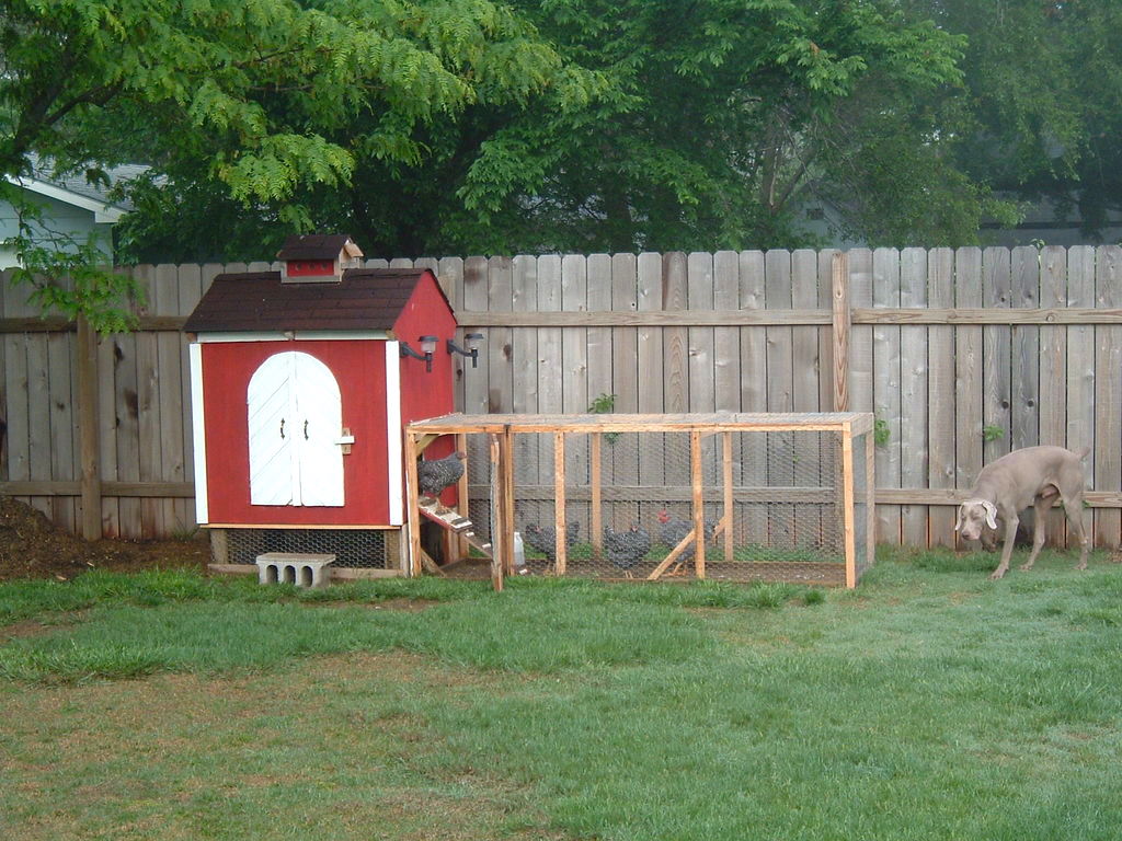 chicken-coop-3.jpg