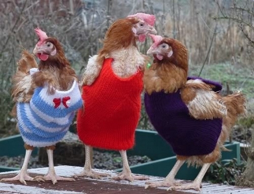 chickens-1.jpg