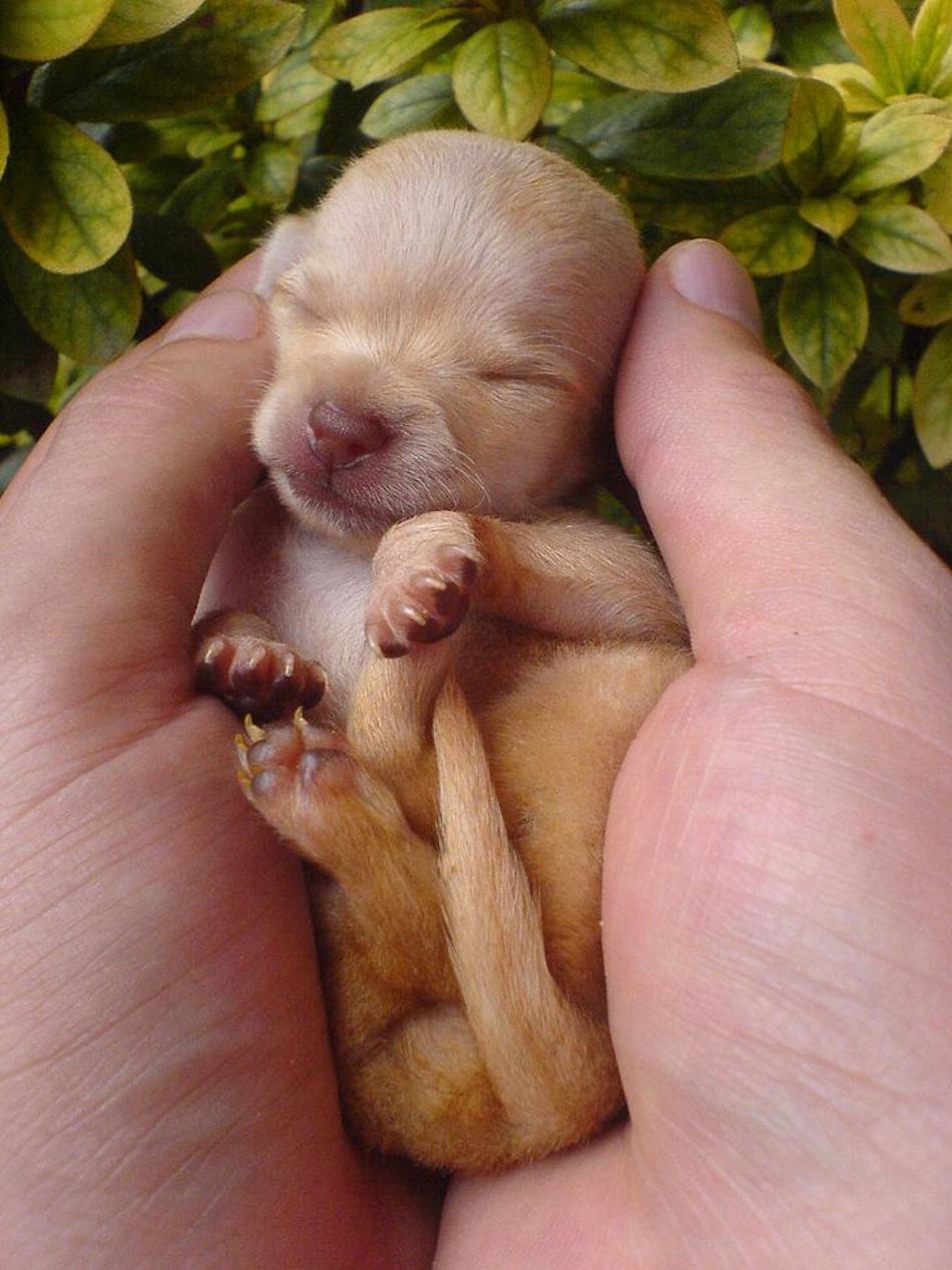 chihuahua-1.jpg