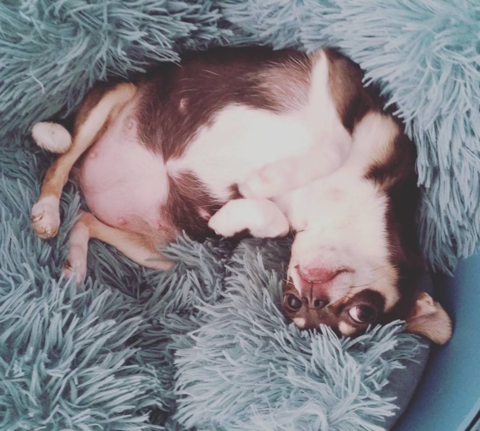 chihuahua.jpg