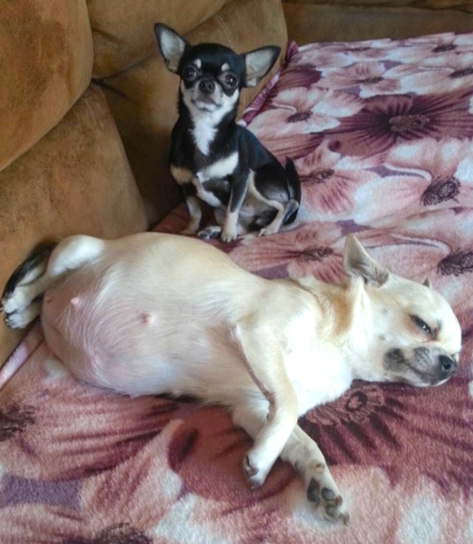 chihuahua2.jpg