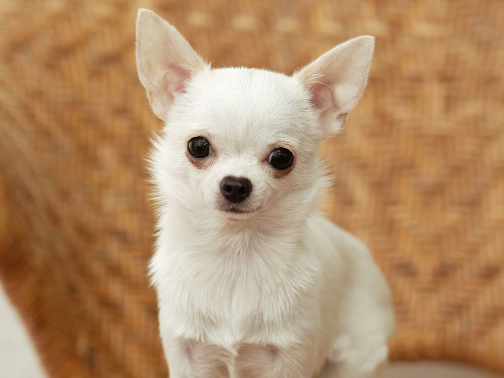 chihuahua_4.jpg