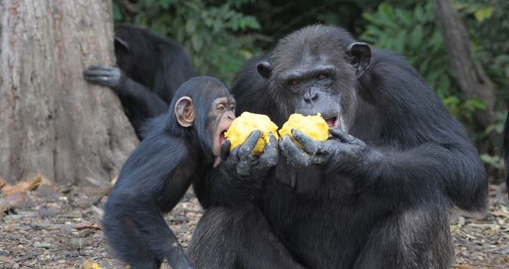 chimp1.jpg chimp1.jpg