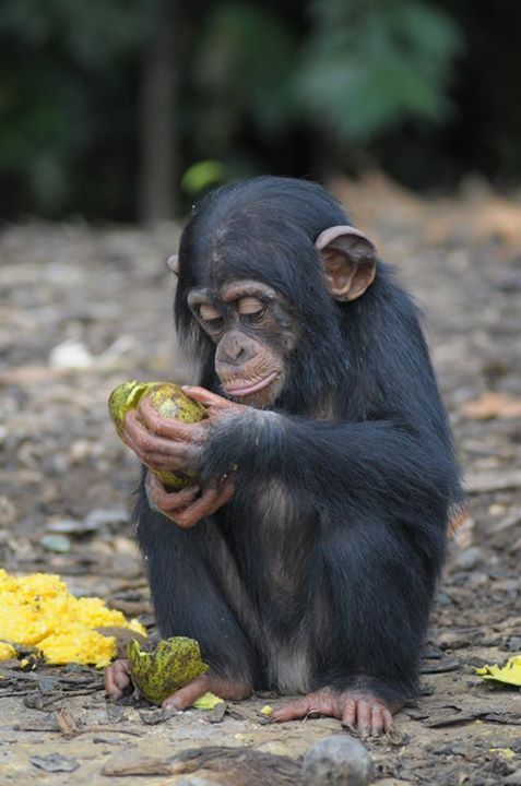 chimp10.jpg