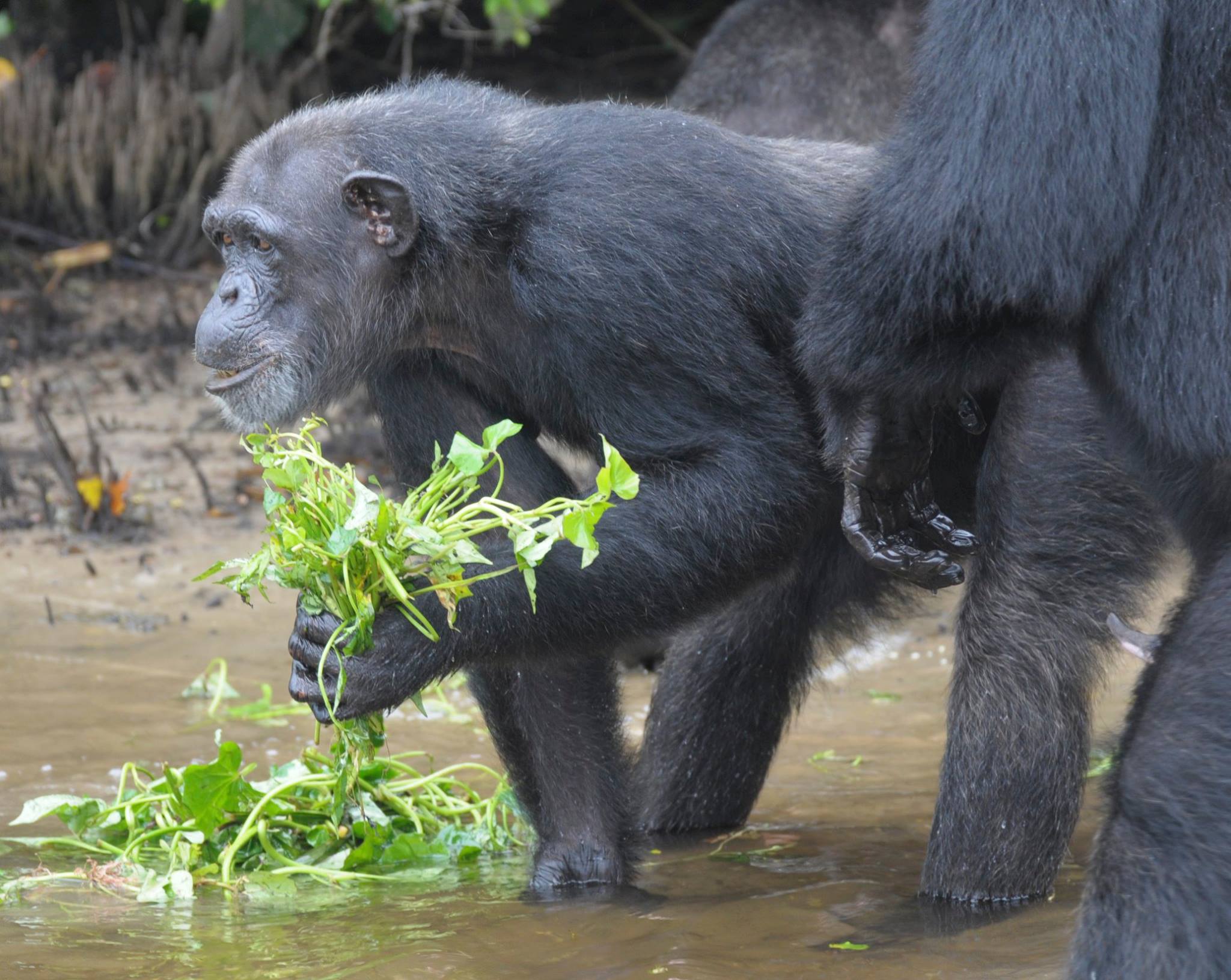 chimp11.jpg