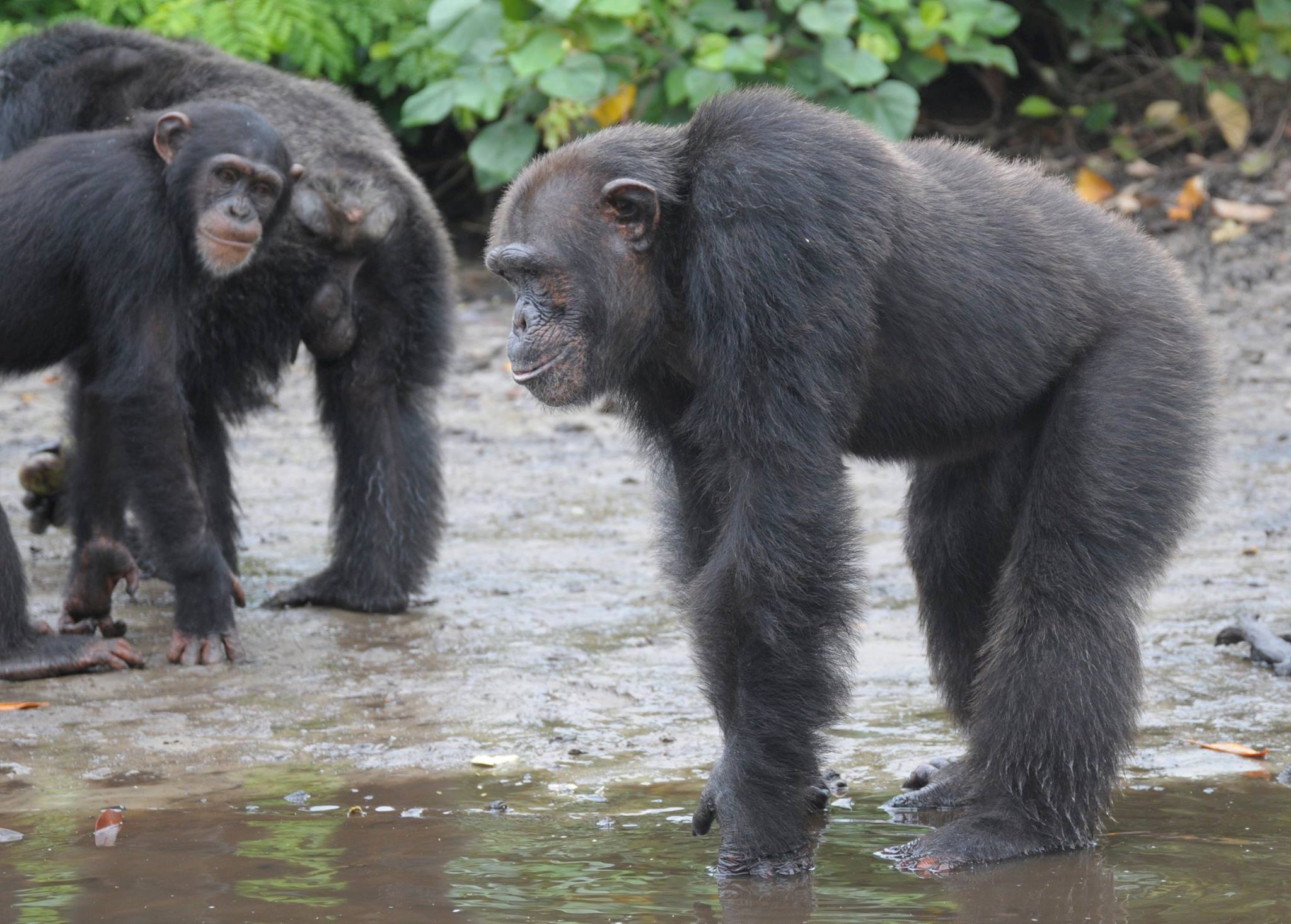 chimp12.jpg