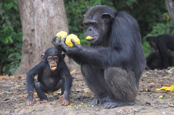 chimp2.jpg
