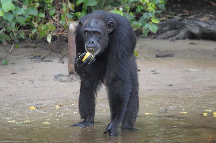 chimp3.jpg