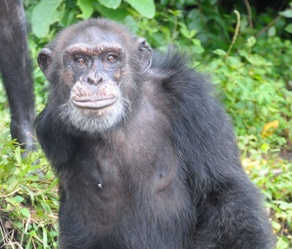 chimp4.jpg