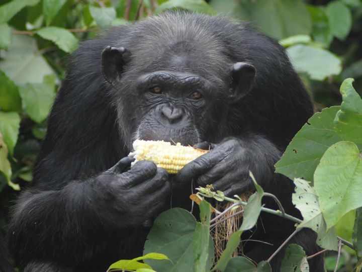 chimp6.jpg