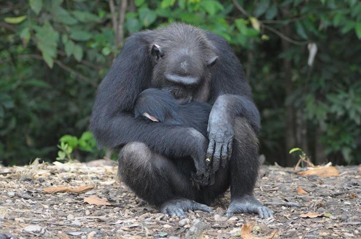chimp7.jpg