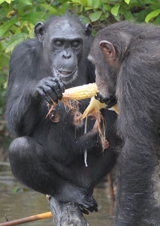 chimp8.5.jpg