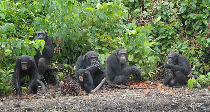 chimp9.jpg