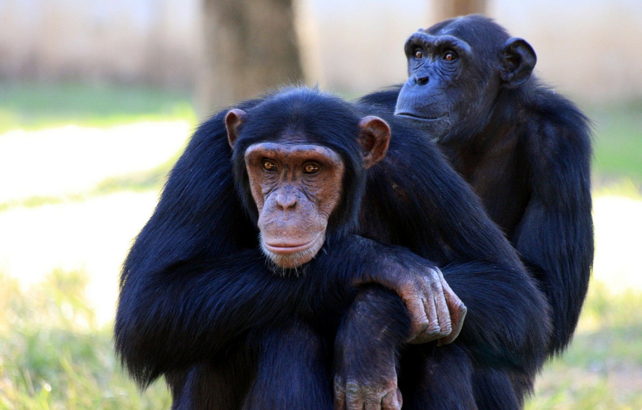 chimpanzee-88994_1280.jpg