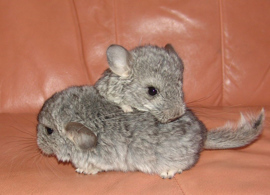 chinchilla.jpg