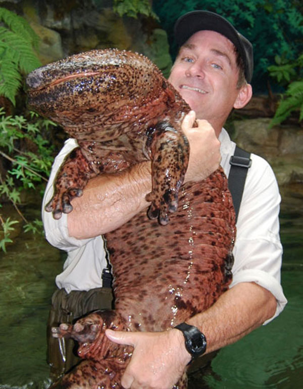 chinese-giant-salamander.jpg