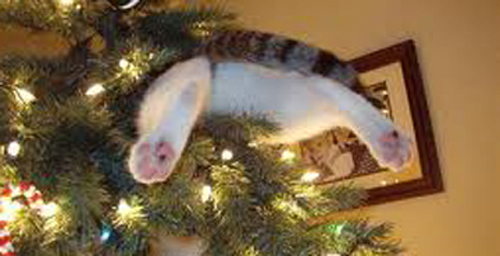 christmas-cat-13.jpg