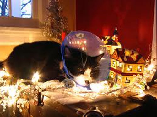 christmas-cat-22.jpg